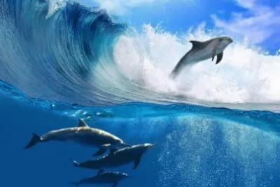 mundo marino