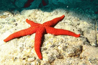 mundo marino