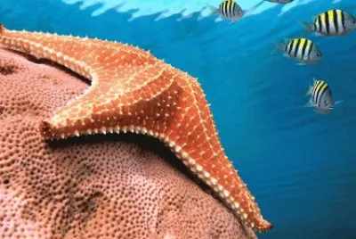 mundo marino