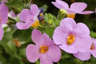 Flores moradas