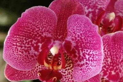 orquideas 9