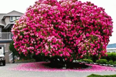 spring-125 jigsaw puzzle