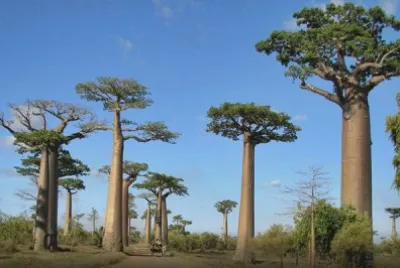 Madagascar jigsaw puzzle