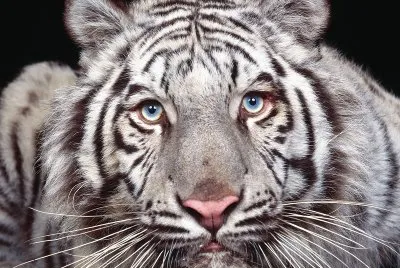 amazing tiger