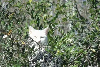 White cat in the bush