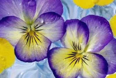פאזל של Pansy 's