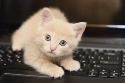gato