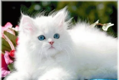 gatos