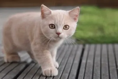 gato
