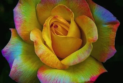 פאזל של Colorful Rose