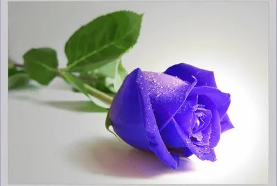 rose
