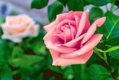 rose