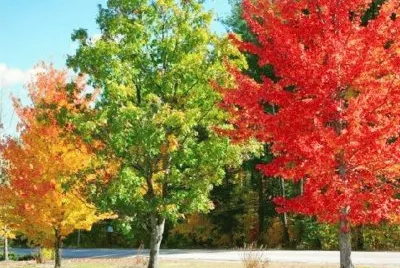 multicolor jigsaw puzzle