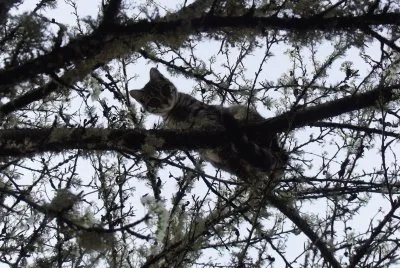 Lookout Below