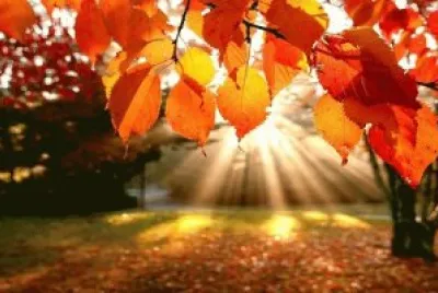 autumn jigsaw puzzle