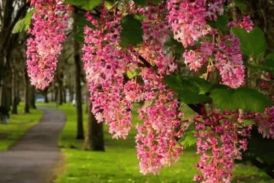 imagens jigsaw puzzle