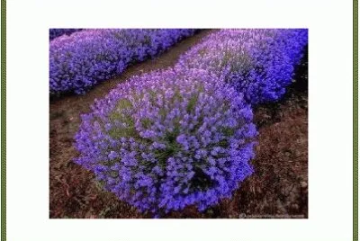 ×¤×¨×—×™×