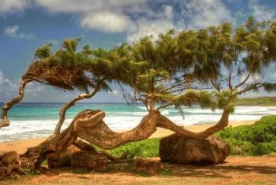 imagens jigsaw puzzle