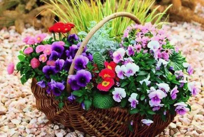 flores