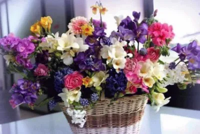 flores