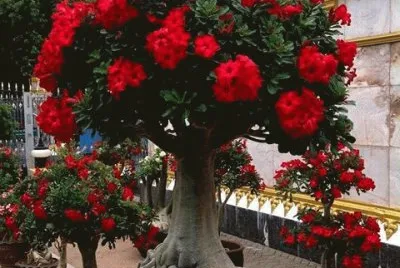 Ã¡rbol