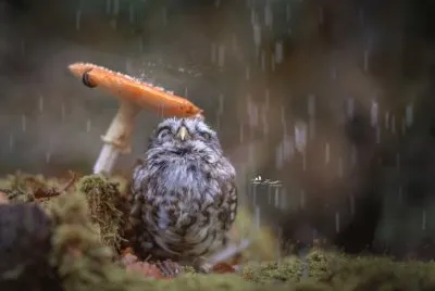 Pajarito