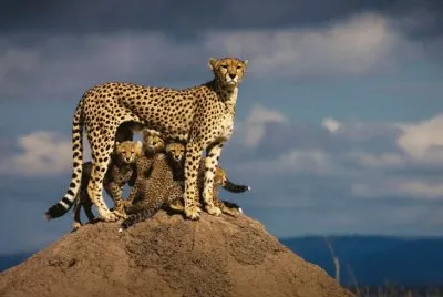 Africa