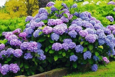 imagens jigsaw puzzle