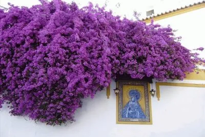 פאזל של imagens