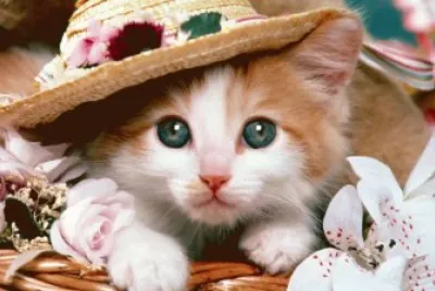 Kitten in Style