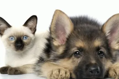 Best Friends