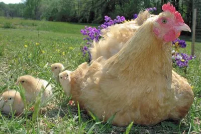 Mamma and Babies