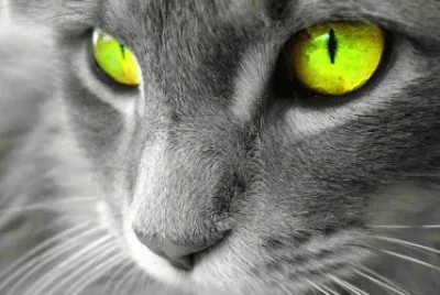 Green Eyes