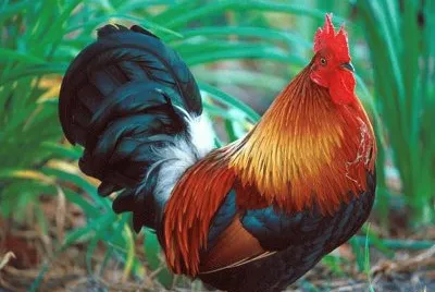 Beautiful Rooster