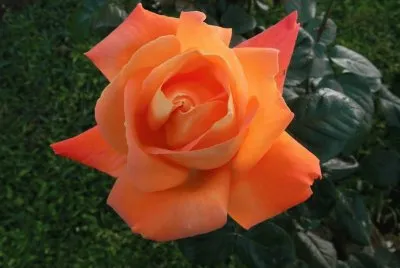 rosa naranja