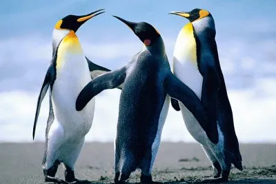 pinguinos
