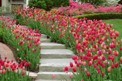 Winding Entry Stairs with Tulip Boarders jigsaw puzzle