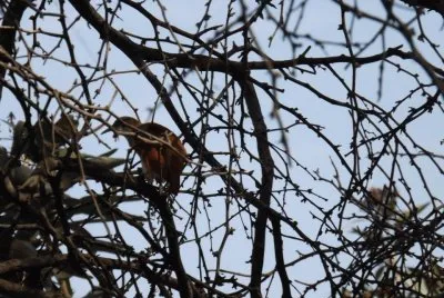 El Ã¡rbol y el pÃ¡jaro