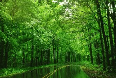 verde 2 jigsaw puzzle