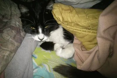 Cat in bed