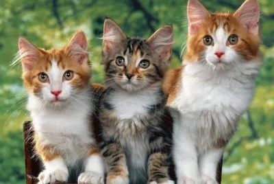 Kitten Portrait