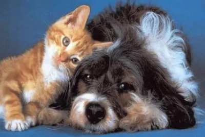 BFF