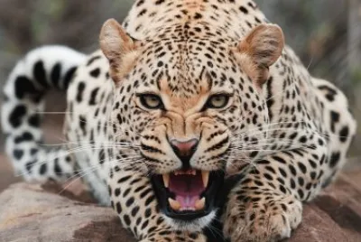 Wild Cat