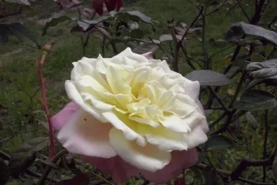 rosa