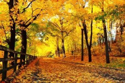 autumn-127 jigsaw puzzle