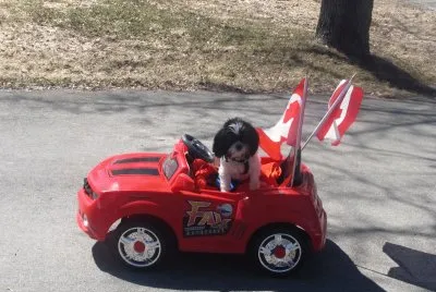 Meet Camaro Sue in his very own Camaro
