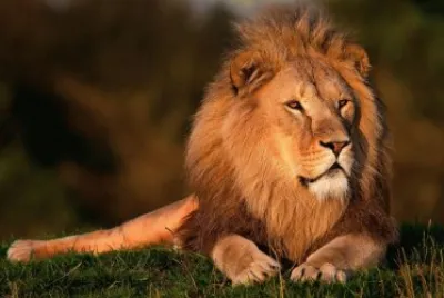 LIONS