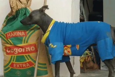 Perro de Pimentel