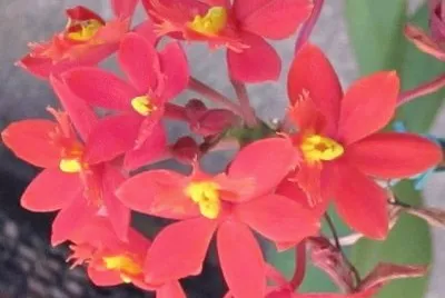 פאזל של imagens