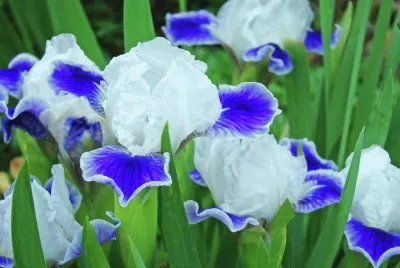 Blooming Iris Flowers-Pretty!